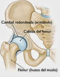 prótesis de Cadera - imagen 1